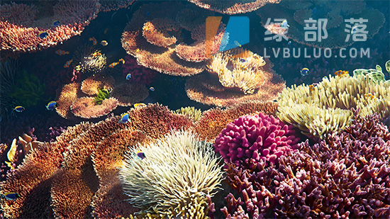 Blender预设-逼真海底珊瑚3D模型资产包 VFX Grace – Corals Collection