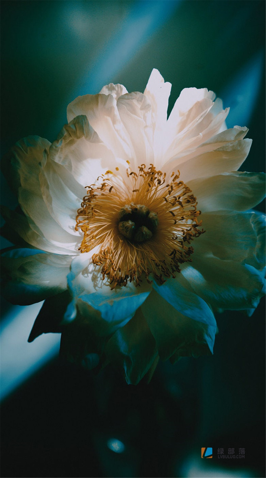 神秘梦幻温暖柔和电影胶片调色预设 Analogica Lab – Fantastico Filtro