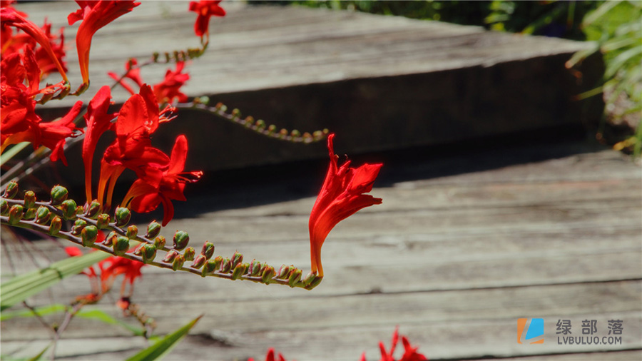 1920年代特艺彩色老电影镜头高饱和度外观调色预设 Technicolor LUT Pack for Black Magic Pocket Cinema 6K/6k Pro