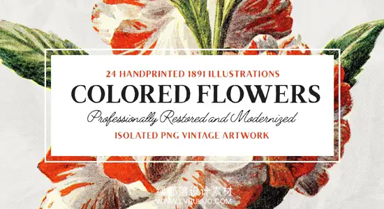 图片素材 24幅精美植物花卉高分辨率古文献扫描PNG 24 Colored Flower Illustrations
